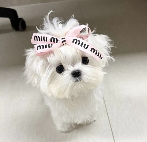 Cute Fluffy Dogs, Cute Dog Wallpaper, Cute Dogs Images, Very Cute Puppies, Super Cute Puppies, Cute Doggies, Cute Animals Puppies, Very Cute Dogs, Cute Pups