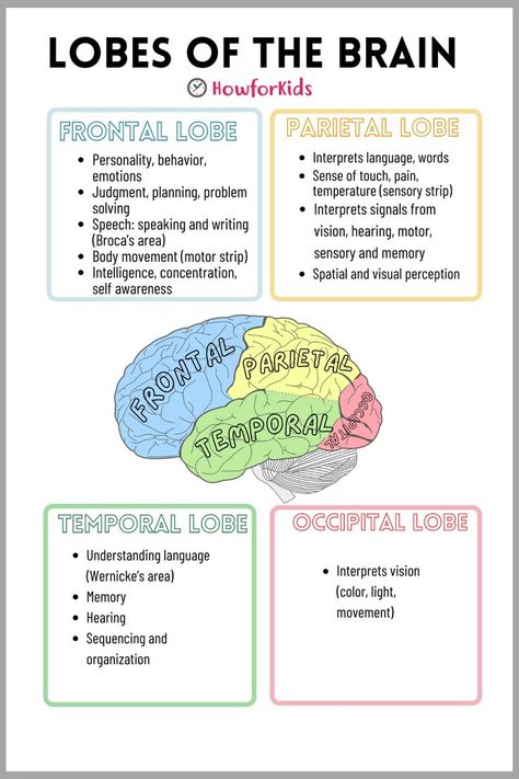 The Human Brain is "a control center" that commands our entire organism. Anatomy For Kids, Nervous System Parts, Brain Anatomy And Function, Sense Organs, Nervous System Anatomy, Brain Nervous System, Psychology Notes, Nursing School Essential, Occupational Therapy Assistant