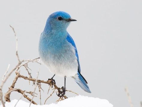 Mountain Bluebird, What Is Your Favorite, Bluebird, Birds, Blue, White