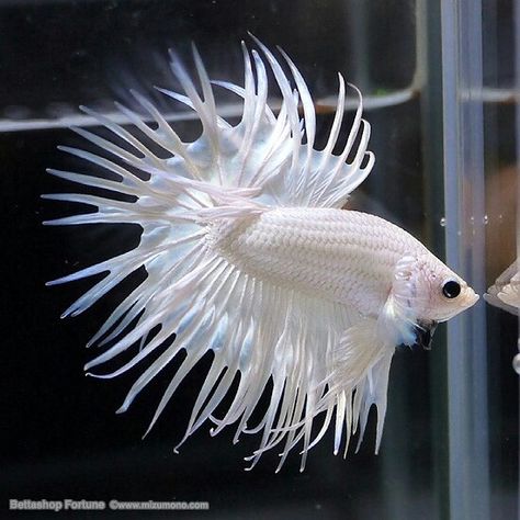 Platinum White Crowntail Betta White Betta Fish, Betta Fish White Background, Crowntail Betta Fish, Betta Imbellis, White Opal Betta Fish, Cr7 Wallpapers, Betta Fish Types, Pretty Fish, Beta Fish