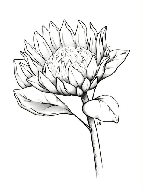 Protea Sketch, Protea Line Drawing, Sketch Couple, Protea Art, King Protea, Flower Drawing Tutorials, Protea Flower, Flower Sketches, Pencil Art Drawings