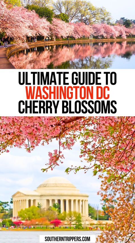 Ultimate Guide to Washington DC Cherry Blossoms Day Trips From Dc Washington, Cherry Blossom Festival Washington Dc, Washington Dc Spring, Washington Dc Cherry Blossoms, Cherry Blossom Washington Dc, Washington Dc Travel Guide, Dc Cherry Blossoms, Spring Travel Destinations, Southern Usa