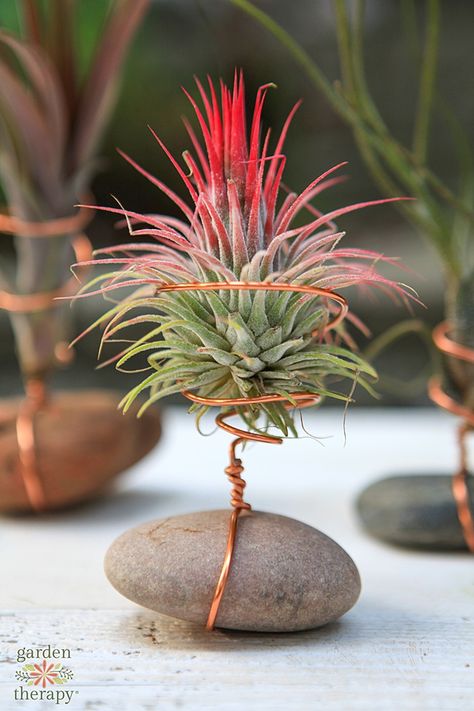 Air Plant Holder with Rock and Wire {DIY Air Plant Display} - Garden Therapy Air Plants Diy, Air Plant Garden, Tanaman Air, Northwest Flowers, Air Plants Decor, Air Plants Care, Support Pour Plante, نباتات منزلية, Air Plant Display