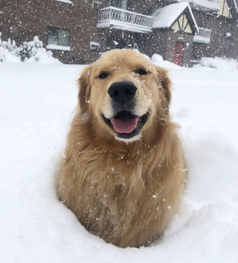 Red Golden Retriever Aesthetic, Golden Retriever Autumn Aesthetic, Golden Retriever In Snow, Golden Retriever At Christmas, Golden Puppies, Very Cute Dogs, Golden Retriever Meme, Retriever Puppy, Silly Animals