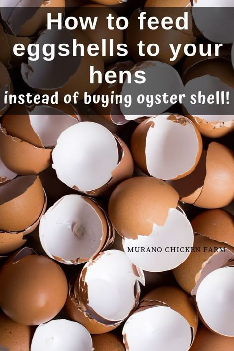 Chicken Coop Extras, Baking Eggshells For Chickens, How To Feed Egg Shells To Chickens, Egg Shells For Chicken, How To Bake Egg Shells For Chickens, What To Feed Chickens For Best Eggs, Cooking Egg Shells For Chickens, Egg Shells For Chickens Hens, Chicken Egg Organizer