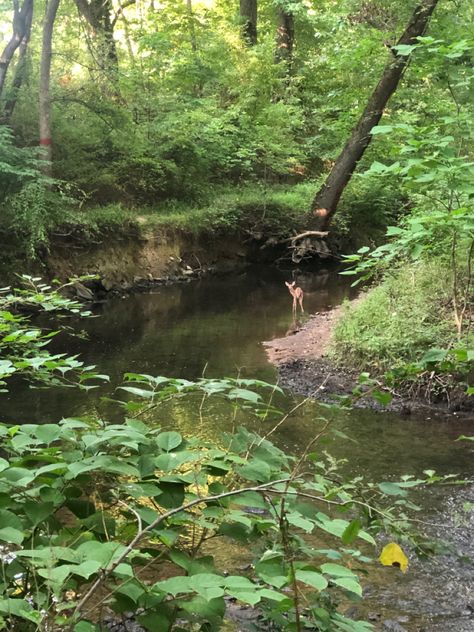 Deer In Woods, Falling Backwards, Changing Aesthetic, Forest Creek, Deer Resistant Garden, Wooded Area, Deer Creek, Trees Forest, Autumn Trees