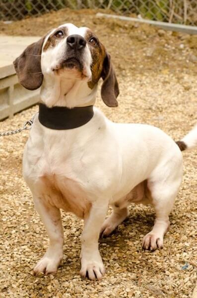 17 Most Bizarre Basset Hound Mixes Cute Basset Hounds, Basset Hound And Cat, Funny Basset Hound Pictures, Beagle Hound Mix Dog, Basset Hound Mix, Tallest Dog, Chihuahua Mix, Dogs Of The World, Basset Hound