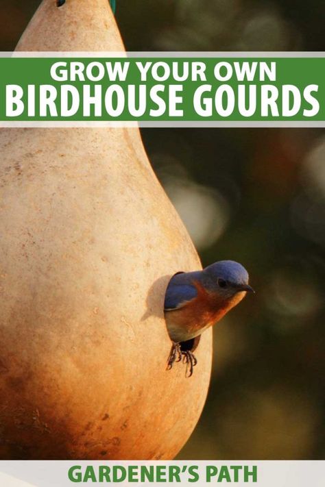 Birdhouse gourds (Lagenaria siceraria) are fun plants for the whole family. Learn how to start them from seed and train the twisting vines on arbors and trellises for a homegrown hideaway, then watch blossoms give way to hard-shelled hanging fruit that's perfect for making decorative homes for the birds. Read more now. #gourds #birdhouses #vines #gardenerspath Gourds Diy, Birdhouse Gourds, Growing Squash, Gourds Birdhouse, For The Birds, Family Learning, Gourds Crafts, Easy Coffee, Painted Gourds