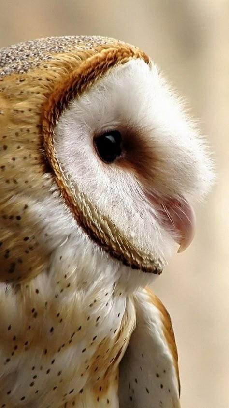 Owl Side Profile, Barn Owl Wallpaper, Owl Profile, Bird Profile, Owl Wallpaper Iphone, Owl Beautiful, Pet Owl, Owl Portrait, Owl Night