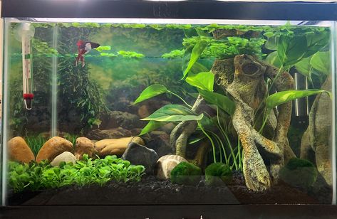 Sorority Fish Tank, Multiple Betta Fish Tank Ideas, Betta Aquascape Planted Aquarium, Betta Fish Tank Decor, 45 Gallon Fish Tank Ideas, Aesthetic Beta Fish Tank, Betta Fish Planted Tank, Fresh Water Aquarium Set Up, Natural Betta Fish Tank