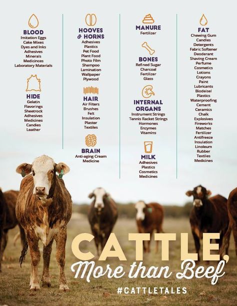 Cattle Byproducts: More Than Just Beef | Arizona Beef Blog Beef Cows, Burn Ointment, Agriculture Facts, Ag Classroom, Beef Farming, Farm Lessons, Ag Education, Ag Teacher, Raising Cattle