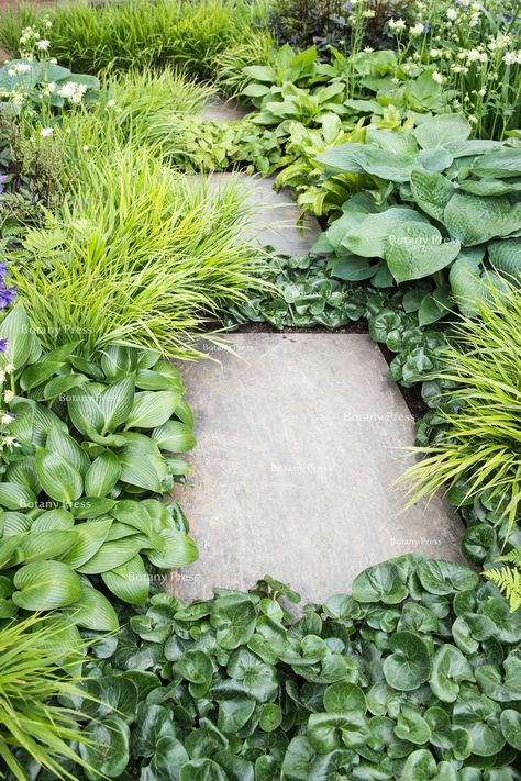 Asarum Europaeum Shade Garden, Carex Grasses, Garden Fairy Costume, Lush Landscape, Hosta Gardens, Path Ideas, Paving Slabs, Side Garden, Garden Fairy