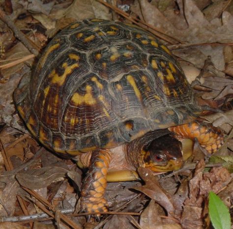 pictures of box turtles in nc | eastern box turtle terrapene carolina durham 5 21 03 box turtles are ... River Turtle, Eastern Box Turtle, Cute Tortoise, Tortoise Care, Class Pet, Rainforest Animals, Box Turtle, Turtle Tank, Amazon River