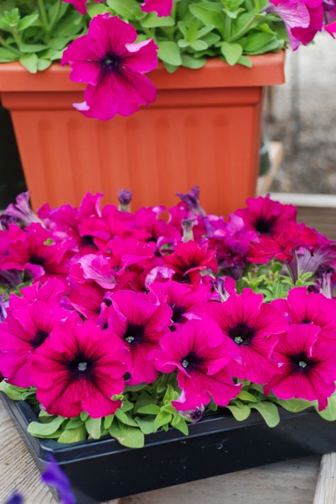 How To Keep Petunias Flowering - 3 Secrets To More Blooms! Petunia Pot Ideas, Petunias In Flower Beds, Petunia Container Ideas, Petunia Care Tips, Petunia Window Boxes, Petunias Flower Bed Front Yards, Petunias In Pots Planters, Petunia Planter Ideas, Thriller Filler Spiller Ideas Full Sun