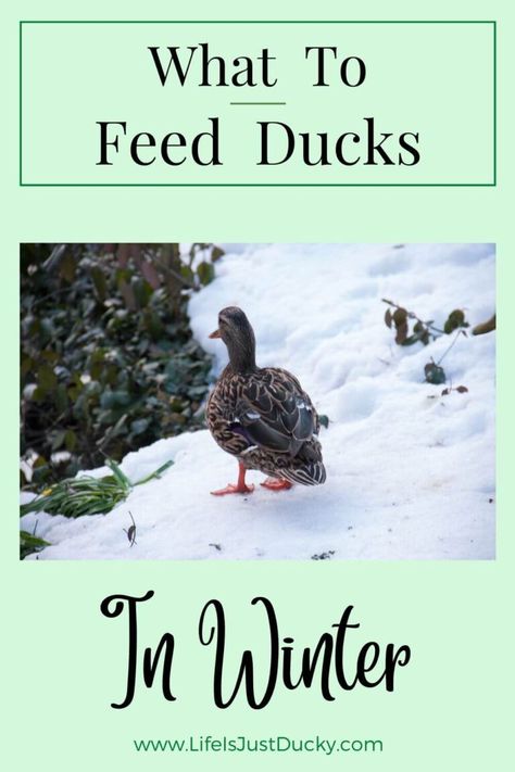 Ducks In Winter, What To Feed Ducks, Duck Waterer, Backyard Homesteading, Sick Food, Duck Feed, Chickens In The Winter, Winter Snack, Raising Ducks