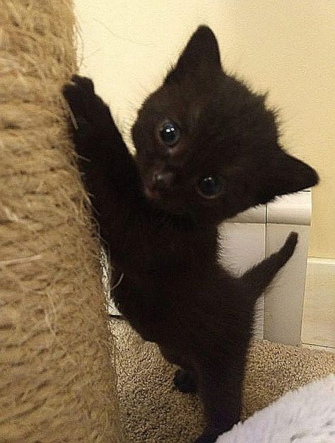 Aesthetic Cat, Cats Memes, Cats Aesthetic, Silly Cats Pictures, Cute Cats Photos, Black Kitten, Cute Black Cats, Cat Icon, Cat Cute