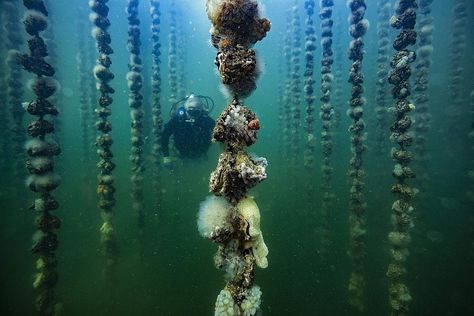 Clinging perils in the sea, World News & Top Stories - The Straits Times Oyster Farming, Sea Squirts, Studio Drawing, Sea Squirt, Alexander Fleming, Fourth Of July Fireworks, Bronte Beach, Montpellier France, Ocean Science