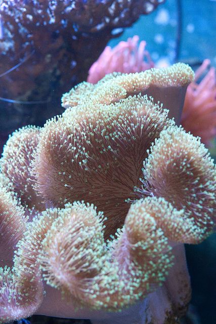 Toadstool Coral | View On Black View Large On Black | Buster Frith | Flickr Toadstool Coral, Coral Reef Ecosystem, Saltwater Fish Tanks, Salt Water Fish, Saltwater Tank, Beautiful Sea Creatures, Marine Aquarium, Underwater Creatures, Underwater Life