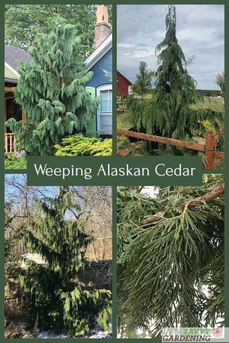 Weeping Alaskan Cedar: An Elegant, Easy-to-grow Evergreen Tree Weeping Alaskan Cedar Landscape, Cedar Trees Landscaping, Weeping Evergreen Trees, Backyard Styles, Weeping Evergreen, Weeping Alaskan Cedar, Evergreen Landscaping, Evergreen Landscape, Weeping Trees