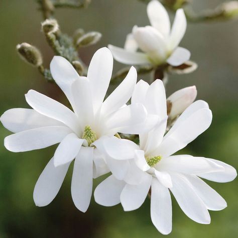 White Magnolia Tree, Magnolia Shrub, Spring Blooming Trees, Japanese Garden Plants, Magnolia Stellata, Blooming Trees, Garden Shrubs, White Magnolia, Moon Garden