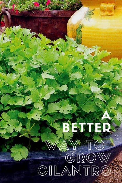 Growing Cilantro In A Pot, Wallpaper Plants Aesthetic, Growing Herbs Outdoors, Coriander Plant, How To Grow Cilantro, Growing Coriander, Grow Cilantro, Balcony Herb Gardens, Herb Growing