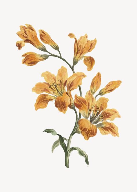 Orange Flowers Drawing, Orange Lily Flower, Orange Lily, Botanical Illustrations, Floral Illustration, Awesome Designs, Vintage Illustrations, Flower Vintage, Orange Flower