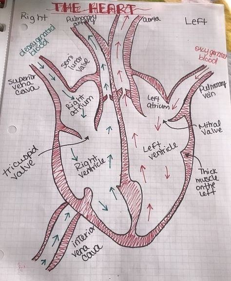 Blood Supply Of Heart, Surgeon Notes, Memes Nursing, Med School Student, Nursing Pictures, Medical Notes, Funny Nursing, Nursing Student Tips, Medical Student Study