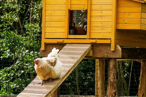 Chicken Coop Ramps | Everything You Need To Know Chicken Coop Ramp Ideas, Chicken Ramp Ideas, Chicken Ramps, Chicken Coop Ramp, Chicken Ramp, Chicken Coop Toys, Small Chicken Breeds, Largest Chicken Breed, Ramp Ideas