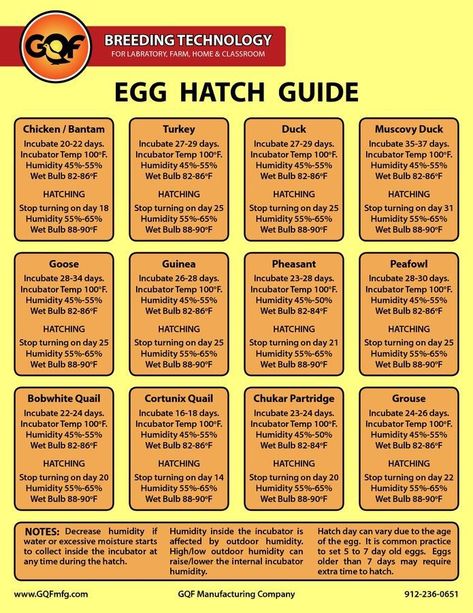 Egg hatch guide- Infographic Quail Farming, Incubating Eggs, Chicken 101, Raising Turkeys, Chicken Brooder, Farm Chickens, Hatching Chickens, Chicken Incubator, Laying Chickens