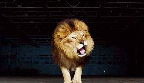 lion Pfp Template, Male Lion, Like A Lion, 30 Seconds To Mars, Reggae Music, A Lion, Beautiful Animals, Cat Gif, Wild Cats