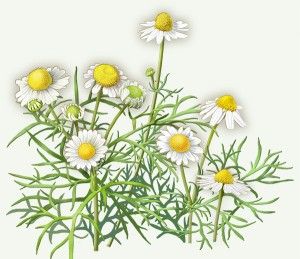 Chamomile