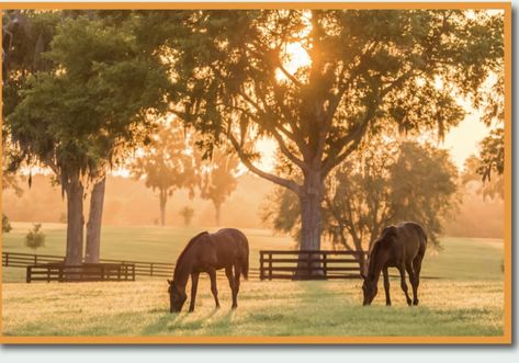 Horse Mural, Plant Structure, Peel And Stick Wall Mural, Most Beautiful Wallpaper, Farm Photo, Horse Ranch, Horse Care, Horse Pictures, Thoroughbred