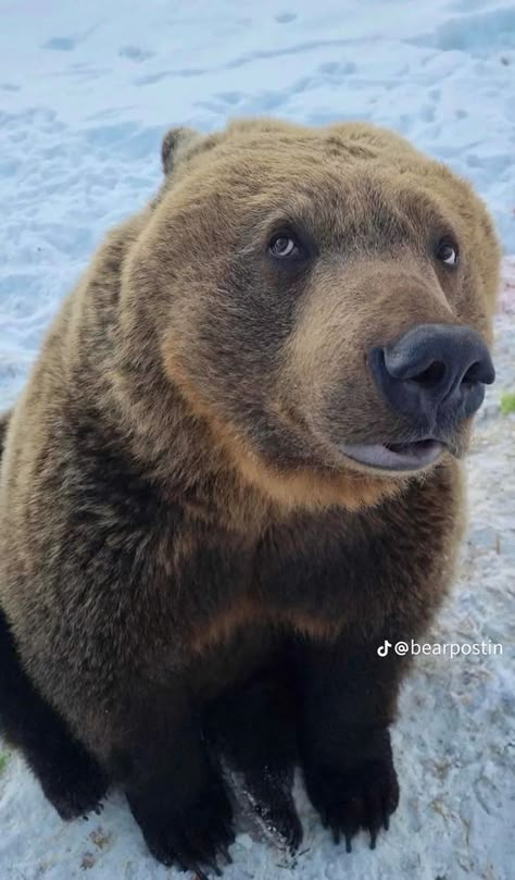 Bear Photo Reference, Bear Scratching Back, Baby Bears Cute, Bears Being Silly, Werebear Aesthetic, Bear Pfp Aesthetic, Grizzly Bear Aesthetic, Funny Bear Pictures, Silly Bears