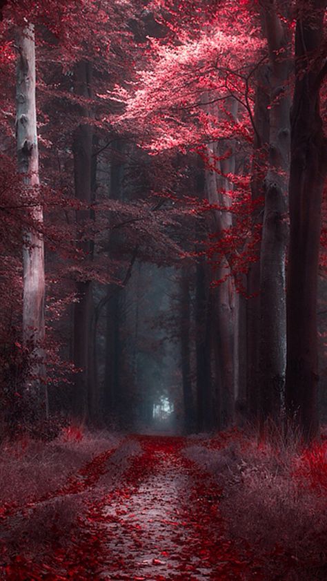 Red pathway Maroon Aesthetic, Mystical Forest, Red Leaves, Forest Wallpaper, Autumn Scenery, Beautiful Nature Wallpaper, Fantasy Artwork, Fantasy Landscape, Scenery Wallpaper