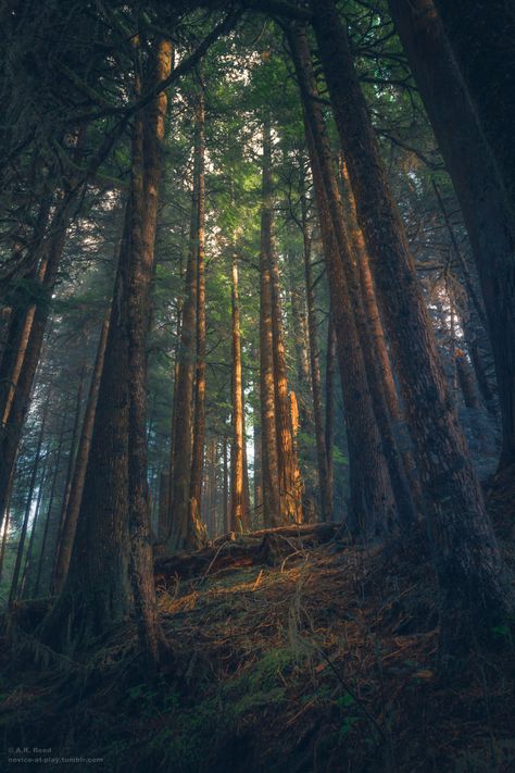 Ethereal Decor, Backyard Garden Landscape, Forest Light, Enchanted Wood, Location Inspiration, Old Trees, Tall Trees, Fantasy Places, Fairy Land