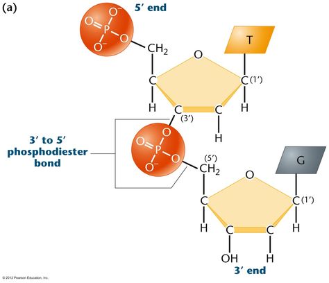 Phosphodiester Bond, Painting Demo, Enneagram Types, Molecular Biology, Art Deco Pattern, Biochemistry, Medical School, Science And Nature, Optical Illusions