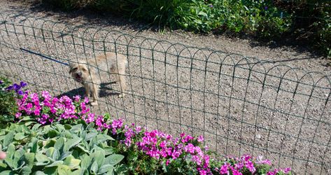 Fence To Keep Dogs Out Of Flower Bed, Keeping Dogs Out Of Garden, Keeping Dogs Out Of Flower Beds, Keep Dogs Out Of Flower Beds, Keep Dogs Out Of Garden, Cheap Dog Fence Ideas, Cheap Dog Fence, Dog Fence Ideas, Temporary Fence For Dogs