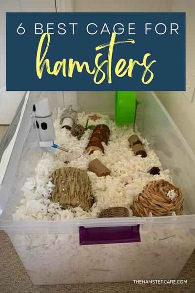 6 Types of Hamster Cages: How to choose the right one Hampster Cage, Hamster Tank, Hamster Diy Cage, Cool Hamster Cages, Aquarium Tanks, Cage Hamster, Hamster Diy, Hamster Life, Hamster Habitat