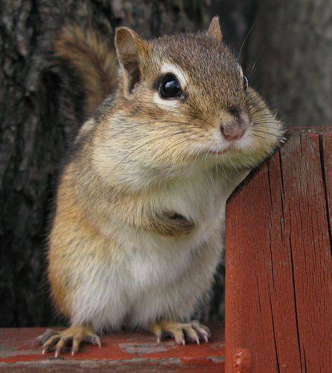 Chipmunk Aesthetic, Chipmunk Cute, Eastern Chipmunk, Squirrel Cute, Cute Chipmunk, Cute Small Animals, Animal Print Wallpaper, Cute Squirrel, Pretty Animals