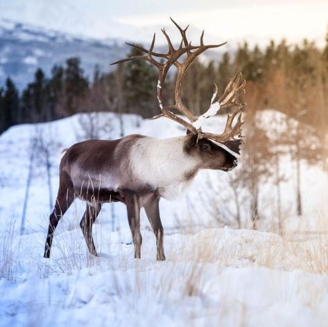 Woodland Caribou Caribou Animal, Be Proud Of Yourself, Cold Lake, Wild Animals Photography, Proud Of Yourself, Polar Animals, Mountain Goat, Pretty Animals, Winter Is Here