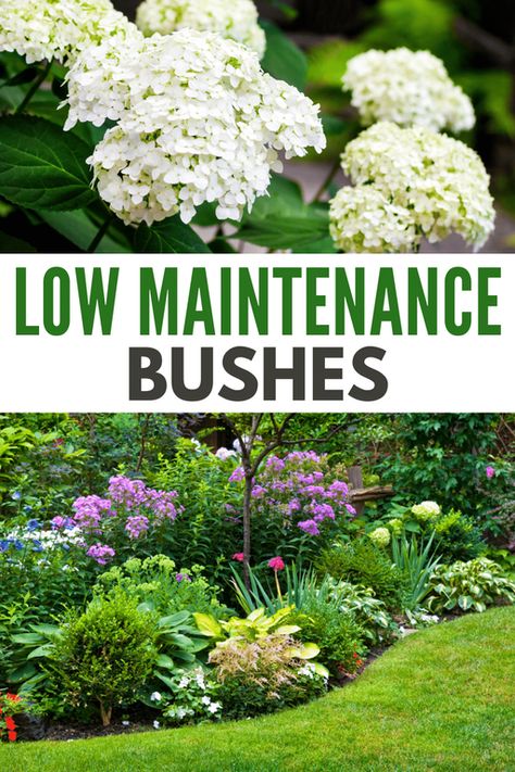 Low-maintenance bushes are some of the best ways to enhance the aesthetics of your yard without too much hassle. #lowmaintenancebushes #shrub #lowmaintenance #landscape #lowmaintenanceshrub Bushes Along Driveway, House Foundation Landscaping, Low Maintenance Bushes And Shrubs, Landscape Bushes Front Yard, No Maintenance Backyard, Ornamental Bushes, Low Maintenance Landscape Ideas, Bushes In Front Of House, Southern Landscaping