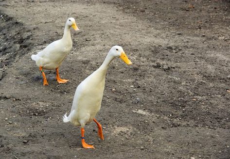 Duck Identification, Indian Runner Ducks, Duck Breeds, Runner Ducks, Duck And Ducklings, Pet Ducks, Baby Duck, Awesome Animals, Chicken Diy