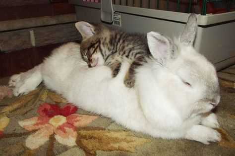 Kitty And Bunny Söt Katt, Animals Friendship, Cuddle Buddy, Funny Bunnies, Cat Person, Crazy Cat, Sphynx, Cute Cats And Dogs, White Rabbit