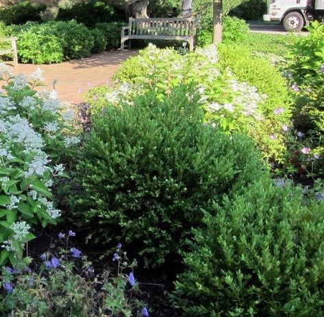 and other perennial plants in your garden. If you want to learn how to turn one plant into 4 or 5 for no cost and using Evergreen And Perennial Garden, Mixing Evergreens And Perennials, Boxwood Alternative Front Yards, Evergreen Garden Design Front Yards, Evergreen Flower Bed, Patio Landscaping Ideas Border, Evergreen Shrubs In Front Of House, Garden Shrubs Evergreen, Backyard Bed