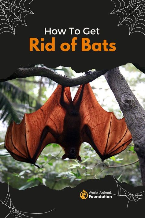 How To Get Rid of Bats? Bat Deterrent, Bats In Attic, Facts About Bats, Getting Rid Of Bats, Bat Facts, Photos Of Birds, Planet People, Life List, Bird Photo