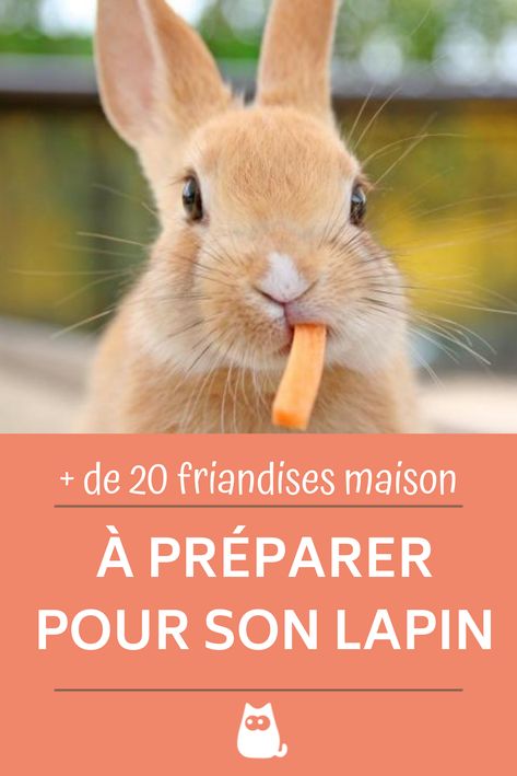 Diy Pour Lapin, Roger Rabbit, Family Pet, Cute Animals, Animals