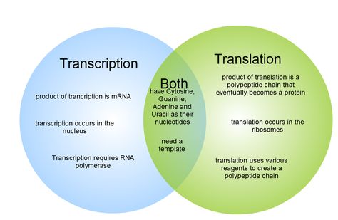 Translation Biology, Dna Transcription And Translation, Microbiology Study, Biochemistry Notes, Biology Worksheet, Transcription And Translation, A Level Biology, Medical School Life, Biology Classroom