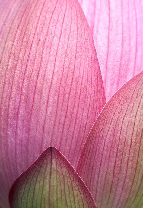 lotus petals #abstractphotography Macro Fotografia, Foto Macro, Macro Flower, Texture Photography, Macro Photos, Deco Floral, Abstract Photography, Natural Forms, Patterns In Nature