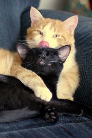 cats hugging each other Cats Hugging Each Other, Solangelo Aesthetic, Signs Of Affection, Cats Hugging, Interracial Art, Painted Cats, Kitty Kisses, Cute Cat Photos, Brown Bunny