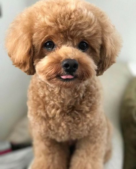 Toy Poodle Haircut Teddy Bears, Toy Poodle Puppy Cut, Poodle Teddy Bear Cut, Poodle Puppy Cut, Poochon Dog, Toy Poodle Haircut, Teddy Bear Poodle, Small Poodle, Toy Poodle Puppy